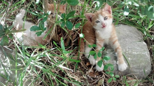 华体会在线下载-PSG教练战术布置遭遇质疑，psg教练helper