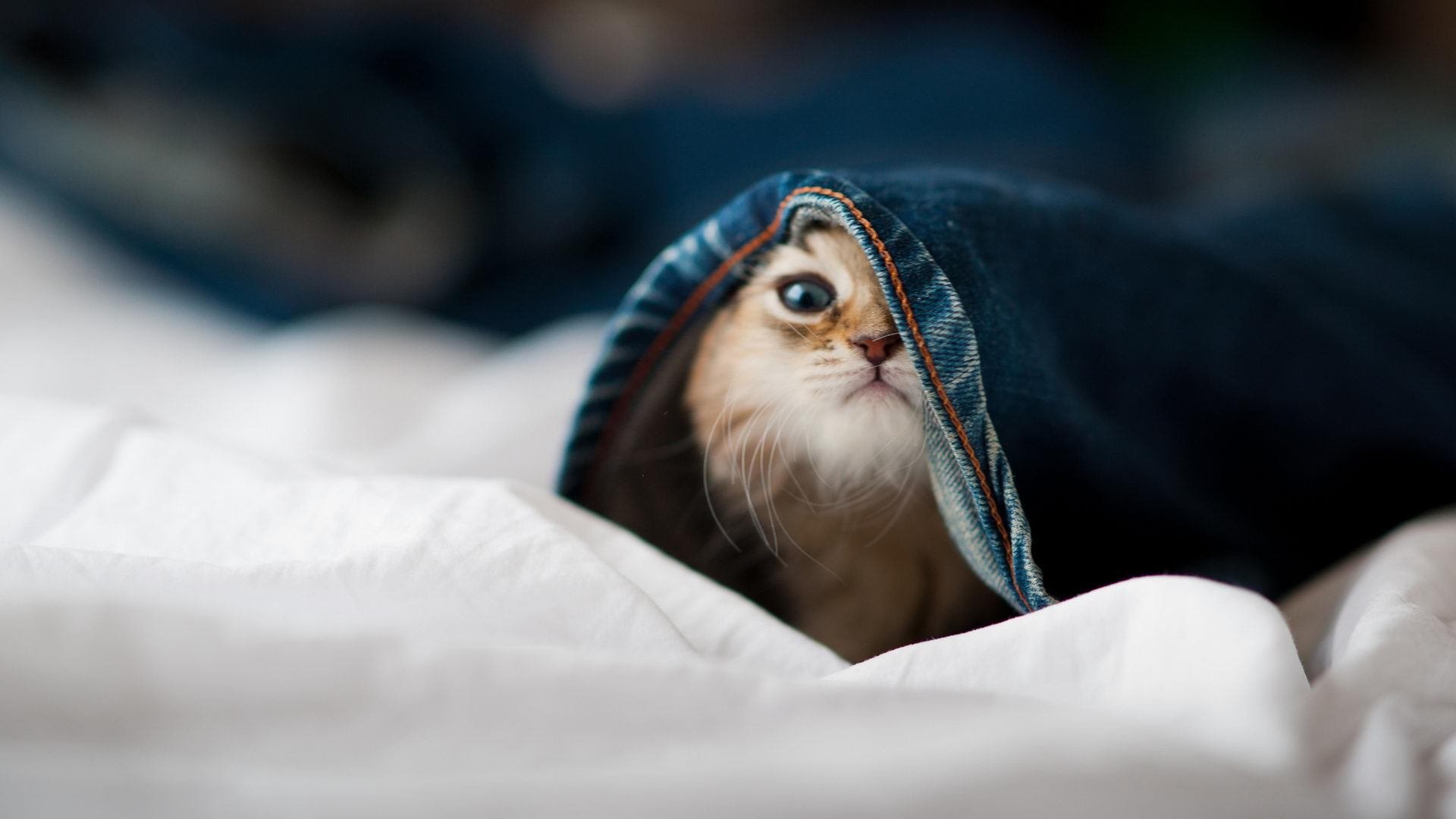 华体会登录地址-“家长与孩子同跑，牛仔3K亲子跑带来欢乐无限”