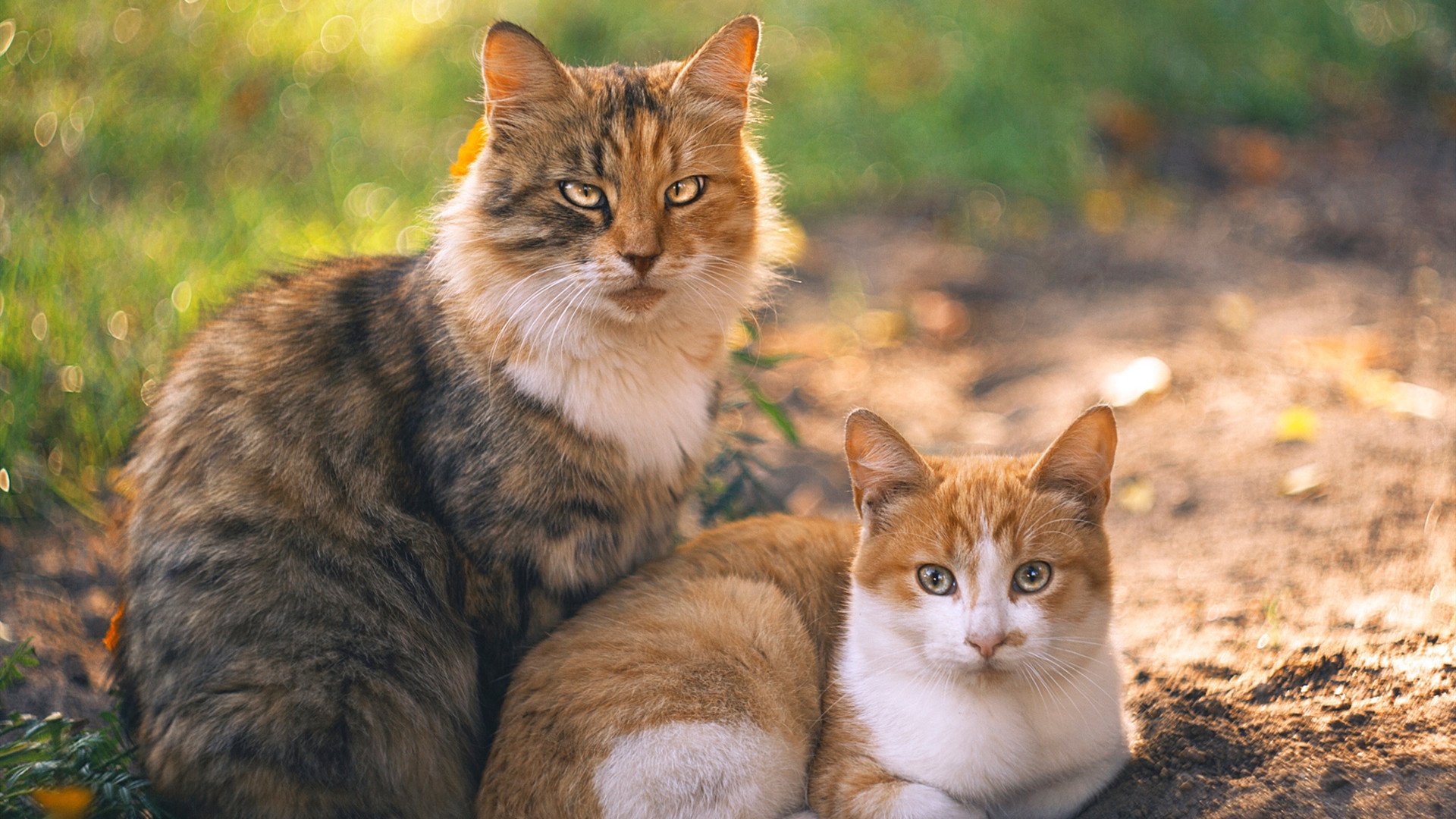 华体会在线登录-东京奥运后乒乓球赛事大回顾，经典回放，东京奥运会乒乓球精彩回放