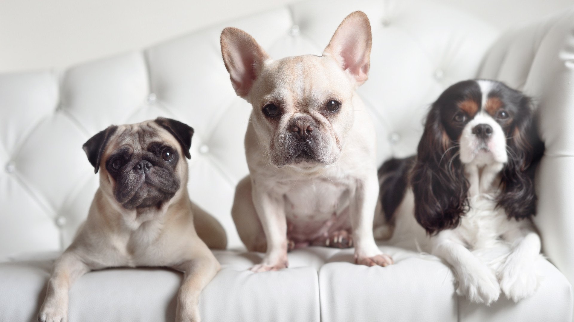 华体会官方网站-五大联赛红黄牌分布与比赛风格对比，五大联赛最快红牌