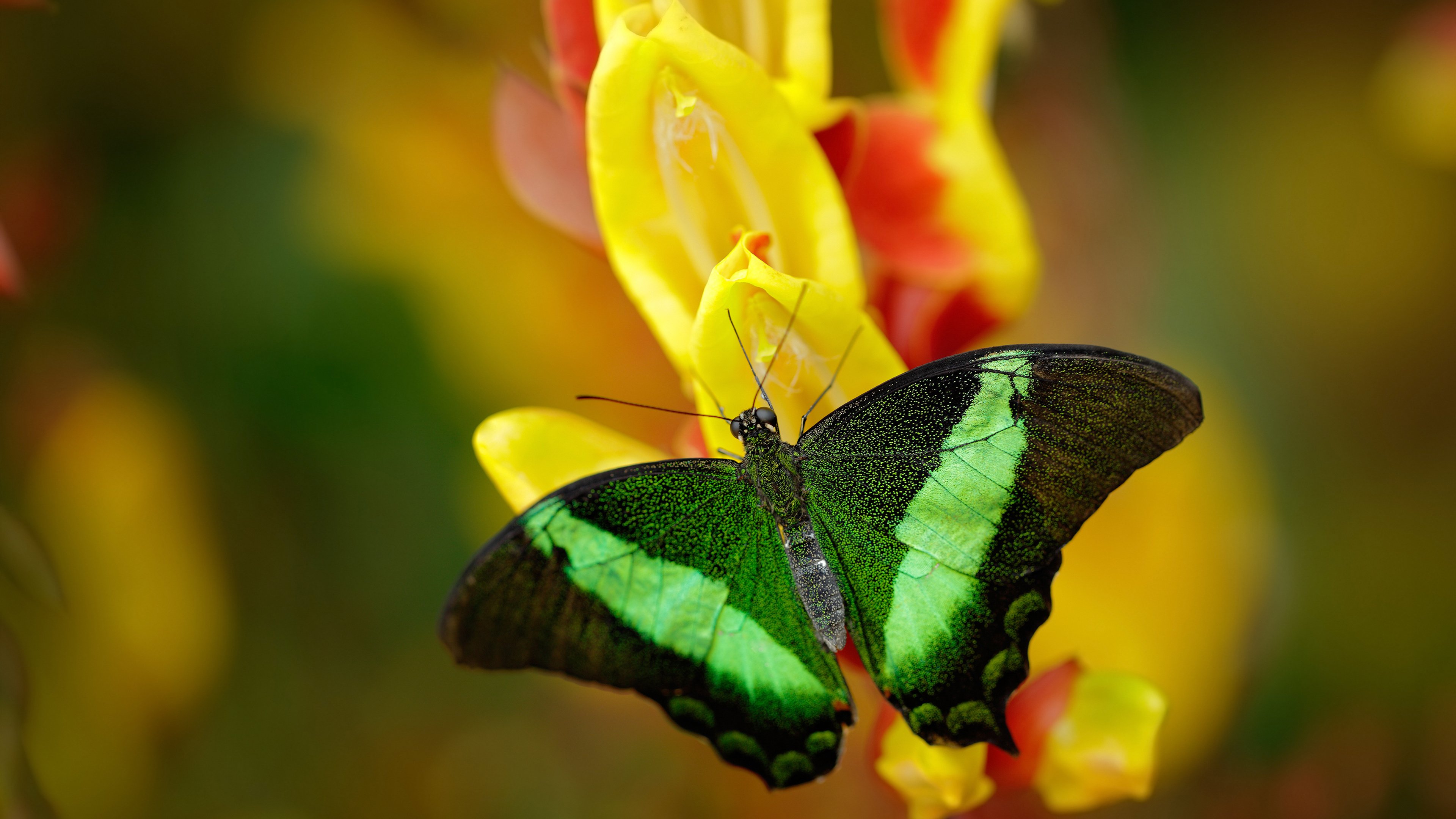华体会app-德国男将挑战意法强敌获佳绩，德国男团击败日本