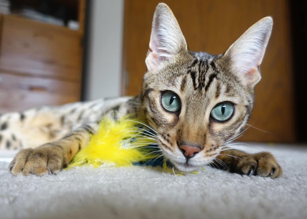 华体会登录入口-法兰克福快速渗透成功制造破门条件，法兰克福系统