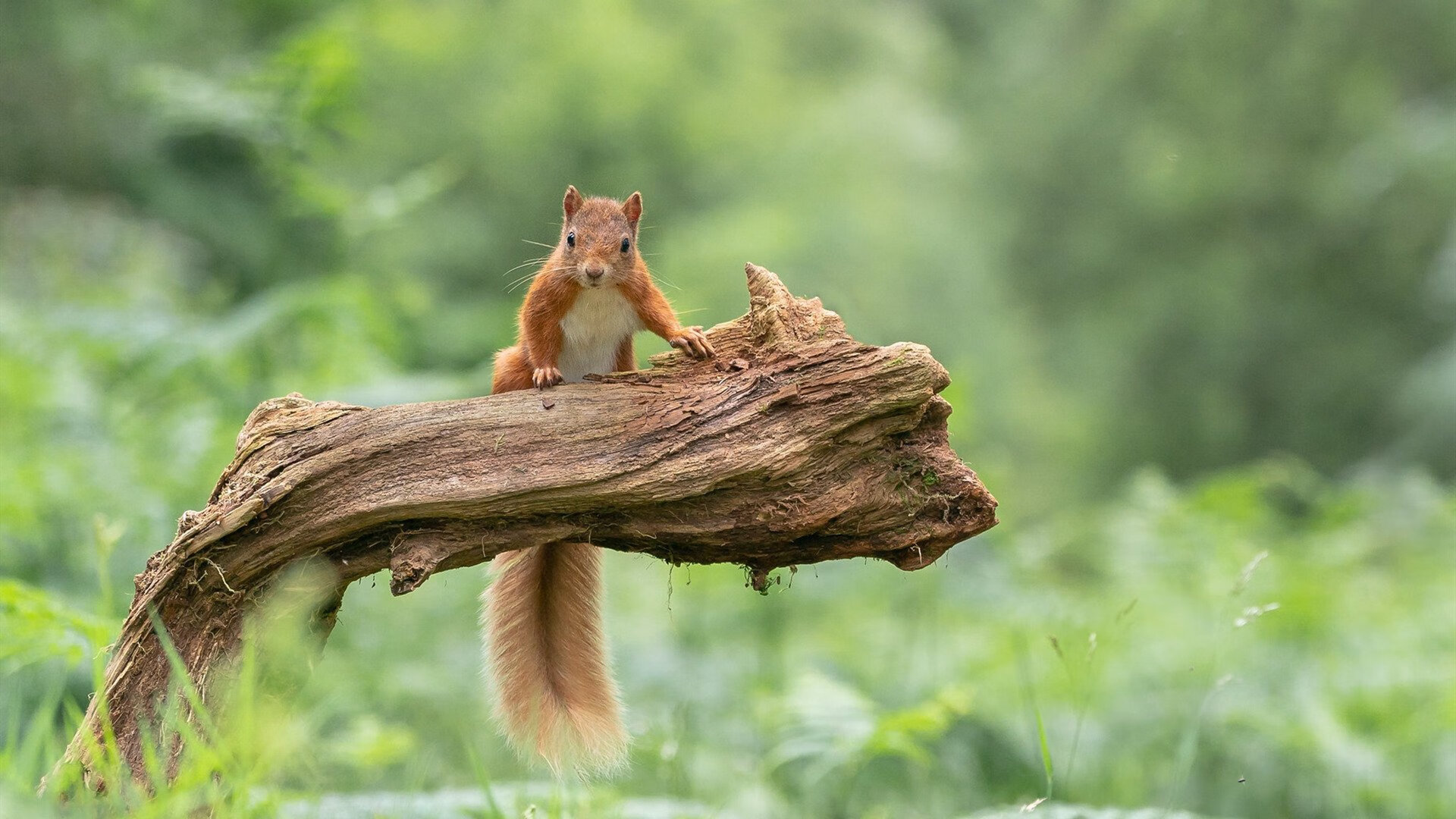 华体会官网-边后卫是否承担更多战术指令传达职责，边后卫技术