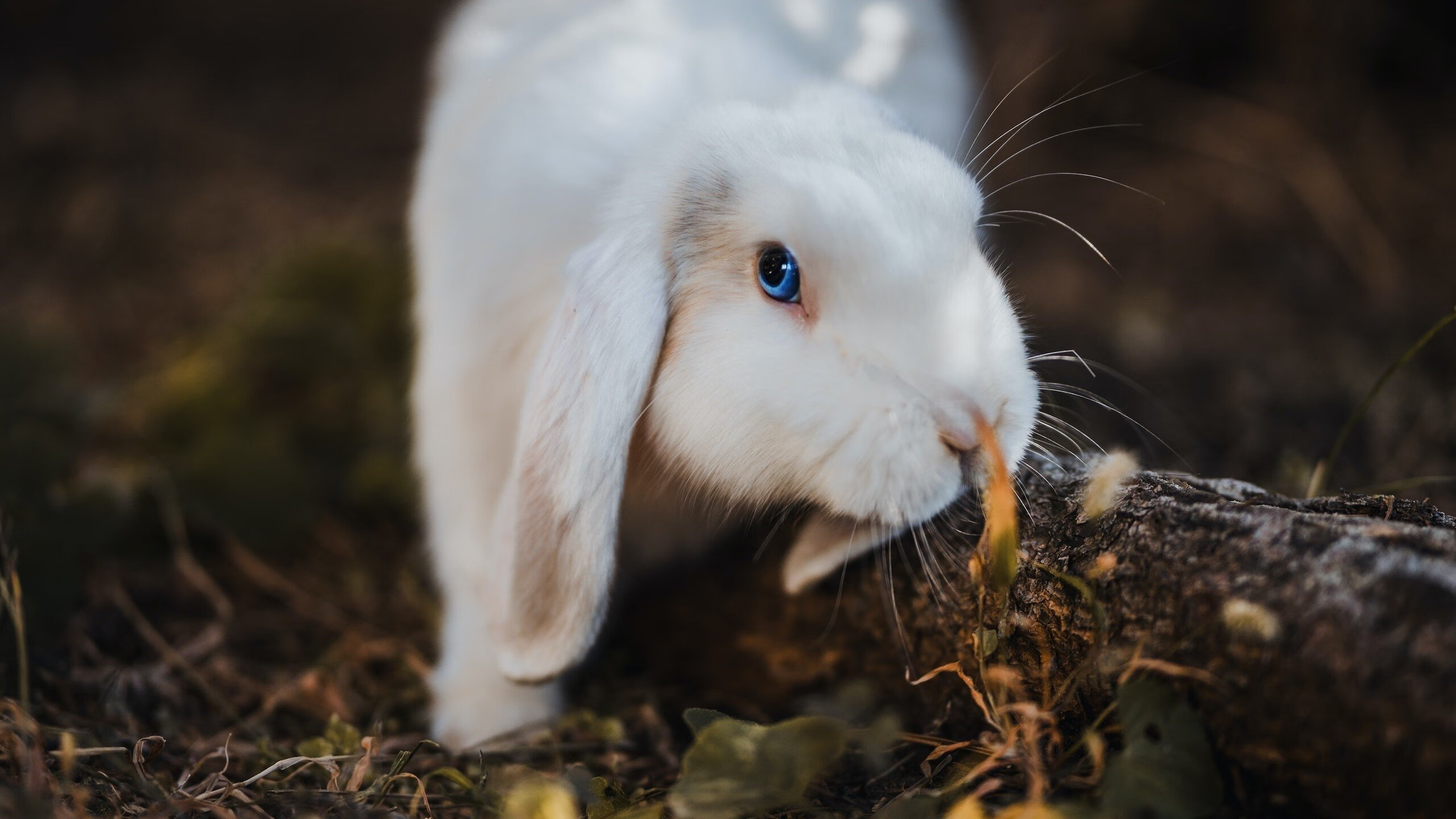 华体会手机在线-项目分布均衡，强项尚未完全暴露，项目分布情况是什么