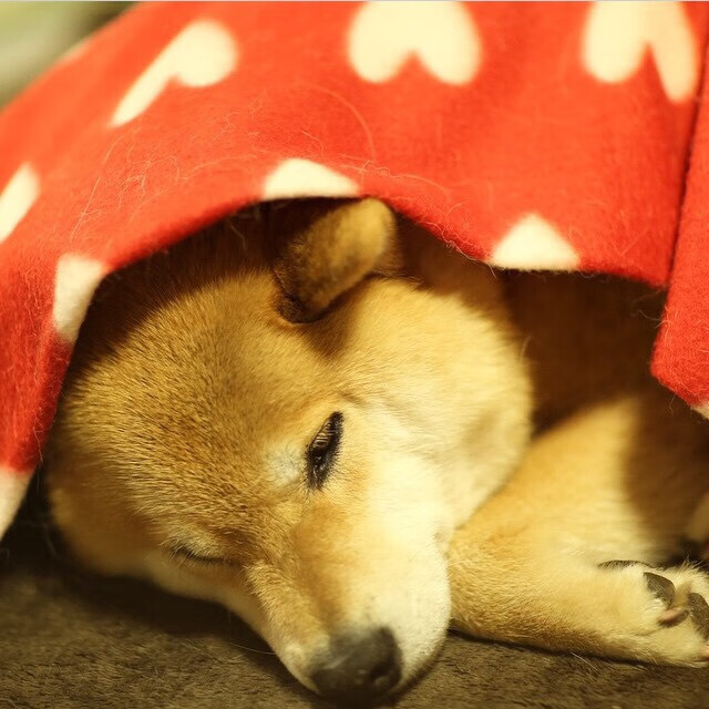 华体会官网入口-“阿根廷美洲狮队挑战世界强队，未来发展值得期待”