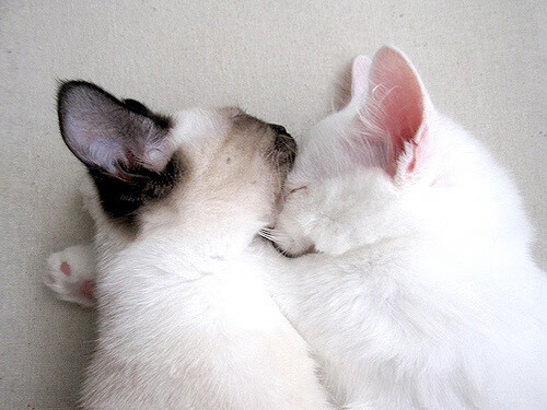 华体会登录地址-巴勒斯坦男篮在西亚预赛中迎难而上,梦想晋级