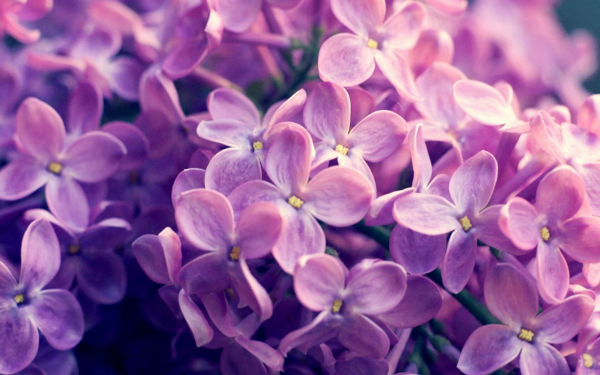 华体会-意甲场上奇迹:连续进球成就传奇,意甲连胜纪录