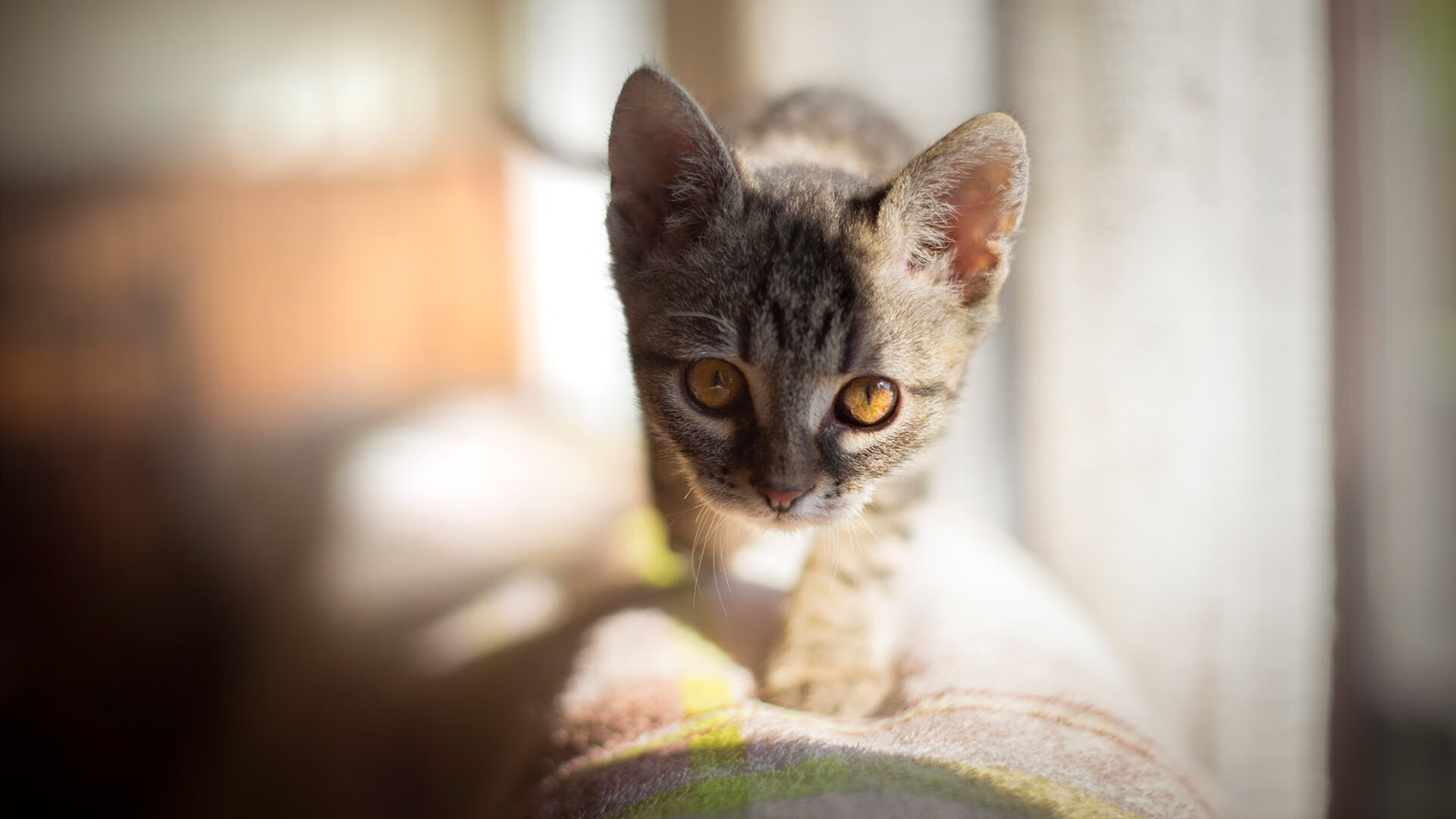 华体会登录-澳大利亚橄榄球队稳定表现,能否突破世界强队的壁垒?,澳大利亚女子橄榄球明星