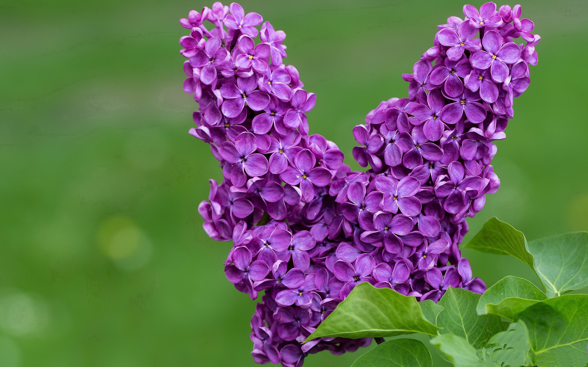 华体会登录-米切尔希望带领球队冲击更高排名,米切尔得分