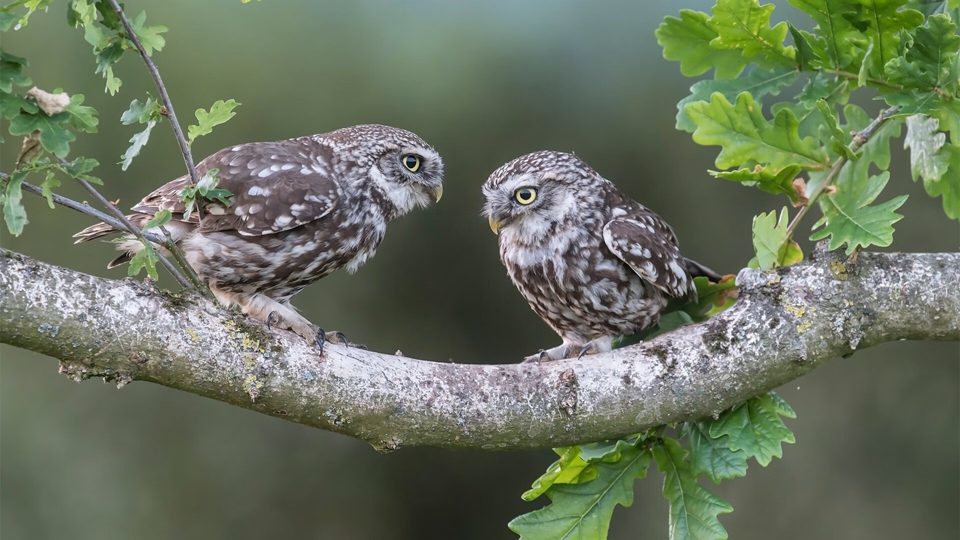 华体会登录-中国篮球青训中心在城市空间规划中的功能整合方式，中国篮球青训队大名单